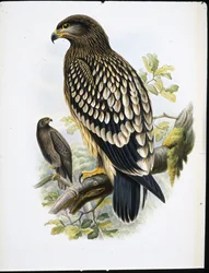 Orel skvrnitý (Aquila Naevia) (ručně barvené lito)
