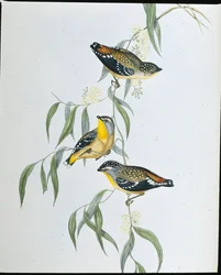 Pardalot skvrnitý (Pardalotus punctatus ) (ručně kolorovaná litografie)