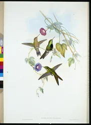 Kolibřík sv. Domingo (Sporadinus Elegans) (ručně kolorovaný lito)