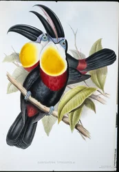 Tukan sírově bílý (Ramphastos Vitellinus) (ručně barvený litho)