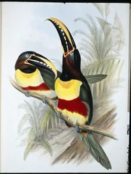 Tukan sírově bílý (Ramphastos Vitellinus) (ručně barvený litho)