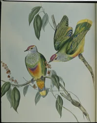 Swainsonův ovocný holub (Ptilinopus Swainsonii) (ručně barvené lito)