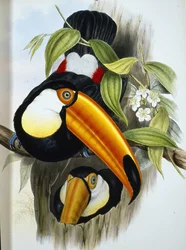 Toco Toucan (Ramphastos Toco) (ručně barvené lito)