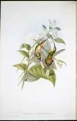 Poustevníček s vlečkovitým ocasem (Phaethornis Syrmatophorus)