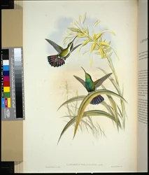 Veraguan Mango (lampornis veraguensis) (ručně barvené litho)