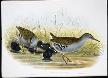 Water-Rail (Rallus Aquaticus) (ručně barvené lito)