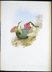 Běloprsý Leucippus (leucippus chionogaster) (ručně barvený litho)