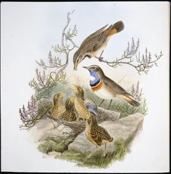 Bluethroated Bluebreast (Cyanecula Leucocyana) (ručně barvené litho)