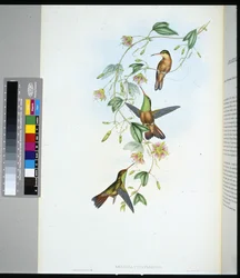 Yucatan Amazili (pouta yucatanensis) (ručně barvené orgány)