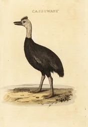 Kasuár jižní, Casuarius casuarius