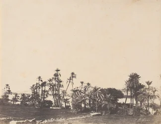 Studie o palmách, břehy Nilu, Kalabschi, 1853-54.