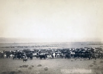 Kovbojové pasoucí dobytek, Jižní Dakota kolem roku 1890 (černobílá fotografie)