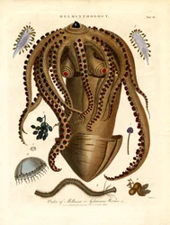 Helmintologie;Deska III - Řád měkkýšů (Mollusca) nebo želatinózních červů