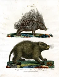 Hystrix (Dikobrazi)