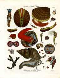 Testaceous nebo Shell Worms