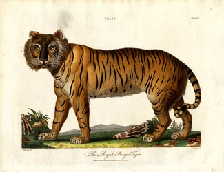 Tygr bengálský královský (Felis Tigris)