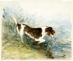Pes sleduje krysu ve vodě - Dedham, malované 1831