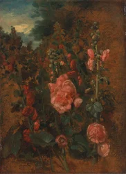 Studie Hollyhocks