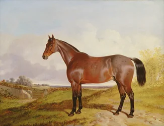 Studie hnědáka, loveckého koně v krajině, 1854