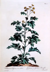 Common or Garden Feverfew, ilustrace z 