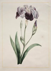 Japanese Iris (Large Blue Iris)   1296930   cs       czech Successfully Translated  Original: View of the apse with frescoes by Camillo Procaccini and wooden choir by Cristoforo e Giuseppe De Venetiis, Basilica of San Prospero, Reggio Emilia, Emilia Romagn