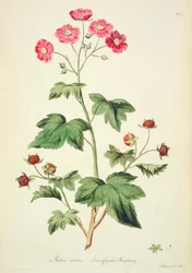 Malina: Sladká Kanada (pl.45) z „The British Herbal...“ od Johna Edwardse (fl. 1763-1812)