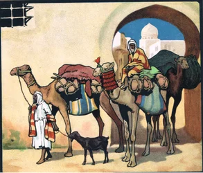 Velbloudí vlak, ilustrace z 