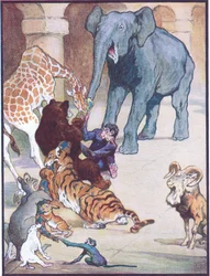 „Nikdy předtím ani od té doby nebyla taková přetahovaná“, ilustrace k „Zum, Zum, Ziss“ z „Legendy zvířat z mnoha zemí“, vydané nakladatelstvím Raphael Tuck & Sons Ltd. (barevné lito)