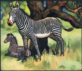 Zebry, ilustrace z 
