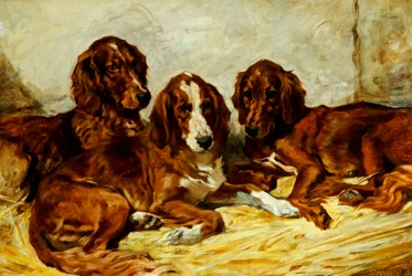 Shot a jeho přátelé - Tři irští červenobílí seři, 1876