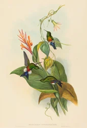 Eriocnemis cupreiventris Měděně odvětraná Puff-Leg. Tvůrci: John Gould, Henry Constantine Richter.