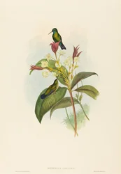 Eucephala caerulea Safír modrobradý. Tvůrci: John Gould, Henry Constantine Richter.