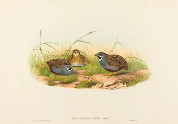 Excalftoria minima Křepelka modroprsá. Tvůrci: John Gould, Henry Constantine Richter.