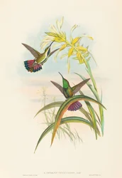 Lampornis veraguensis Veraguan Mango. Tvůrci: John Gould, Henry Constantine Richter.