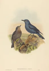 Petrocossyphus cyanus Skalník modrý. Tvůrci: John Gould, Henry Constantine Richter.