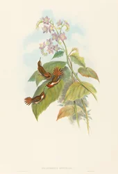 Selashorus scintilla Scintillant kolibřík. Tvůrci: John Gould, Henry Constantine Richter.