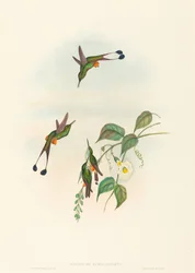 Spathura rufocaligata, raketový kolibřík s červenými botkami. Tvůrci: John Gould, Henry Constantine Richter.