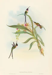Tharmastura enicura Slender Shear-Tail. Tvůrci: John Gould, Henry Constantine Richter.