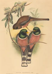 Trogan personatus, pravděpodobně 18361838. Tvůrci: John Gould, Henry Constantine Richter.