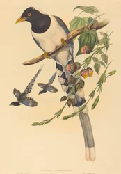 Urocissa magnirostris, pravděpodobně 18501883. Tvůrci: John Gould, Henry Constantine Richter.