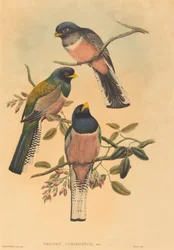 Trogan variegatus, pravděpodobně 18361838. Tvůrci: John Gould, William Matthew Hart.