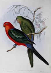 Australský král Papoušek (Alisterus scapularis), rytina John Gould (1804-1881) a Henry Constantine Richter (1821-1902). Spojené království