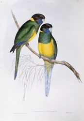 Australský ringneck (Barnardius nebo Platycercus zonarius), rytina John Gould