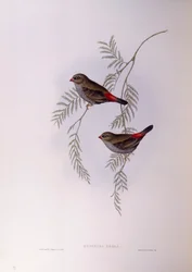 Astrild ohnoocasý (Stagonopleura bella), rytina Johna Goulda