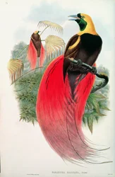 Bird of Paradise, vyryl T. Walter
