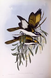 Medojed modrolící (Entomyzon cyanotis), rytina John Gould