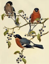 Hýl (Pyrrhula pyrrhula), rytina John Gould (1804-1881). Spojené království