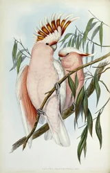 Kakadu olovnatý, 1848-1869
