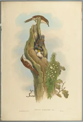 Certhia Familiaris - liána stromová (barevné lito na tkaném papíře)