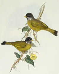 Pěnkava límcová (Spizixos semitorques), rytina John Gould